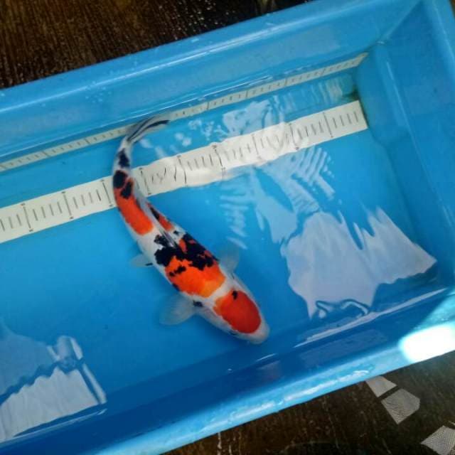 Sandan Sanke 36 cm