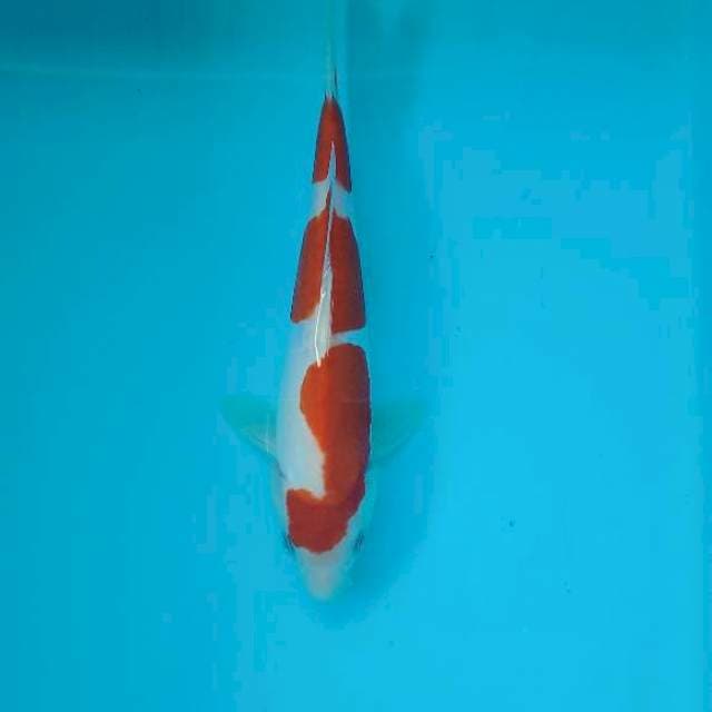KOHAKU DOITSU 24 CM