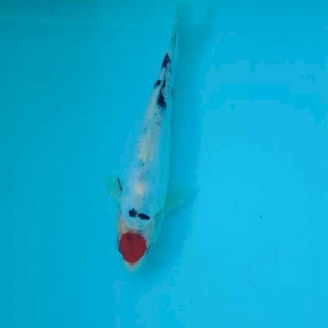 TANCHO SANKE TATEGOI 20 CM