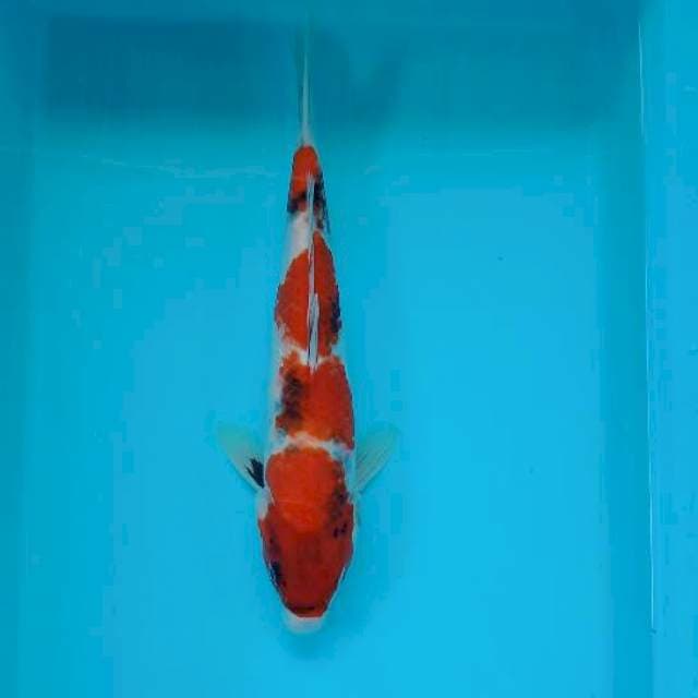 SHOWA 31 CM