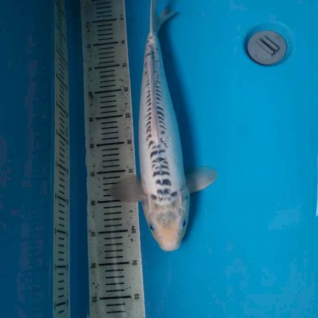 F1 Shusui 45cm (M)