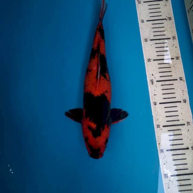 Hiu strong 35cm (F)