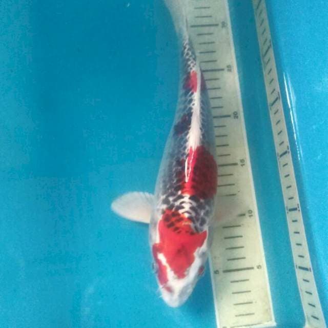 Red Kujaku, Male 32 cm