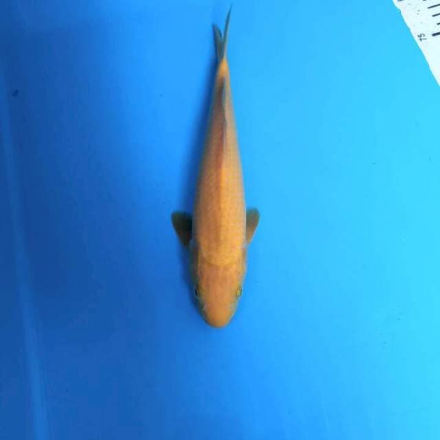 Karashi 28cm ( - )