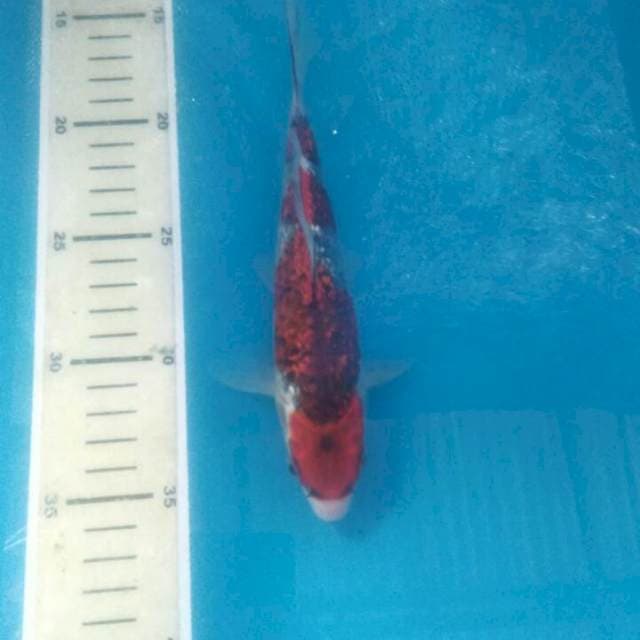 Goshiki Ginrin, 20 cm