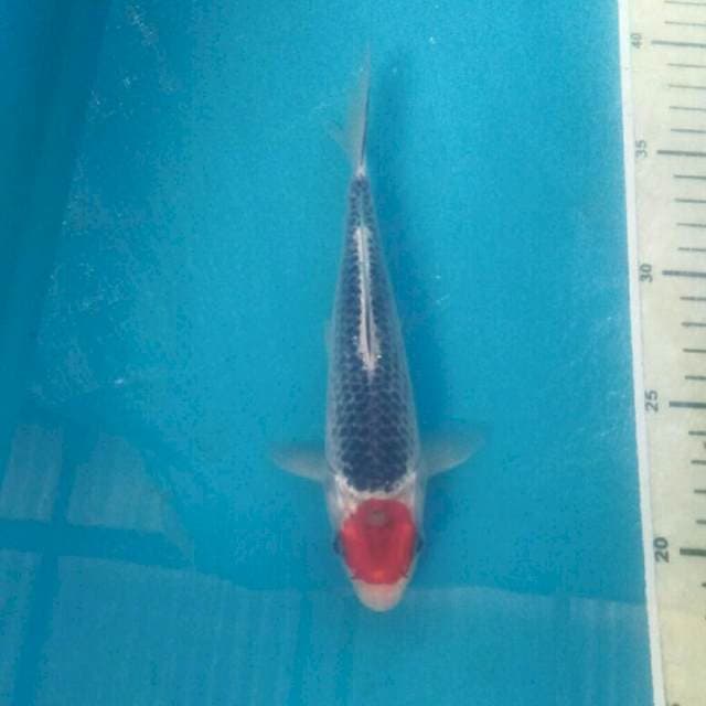 Tancho Goshiki, 18 cm