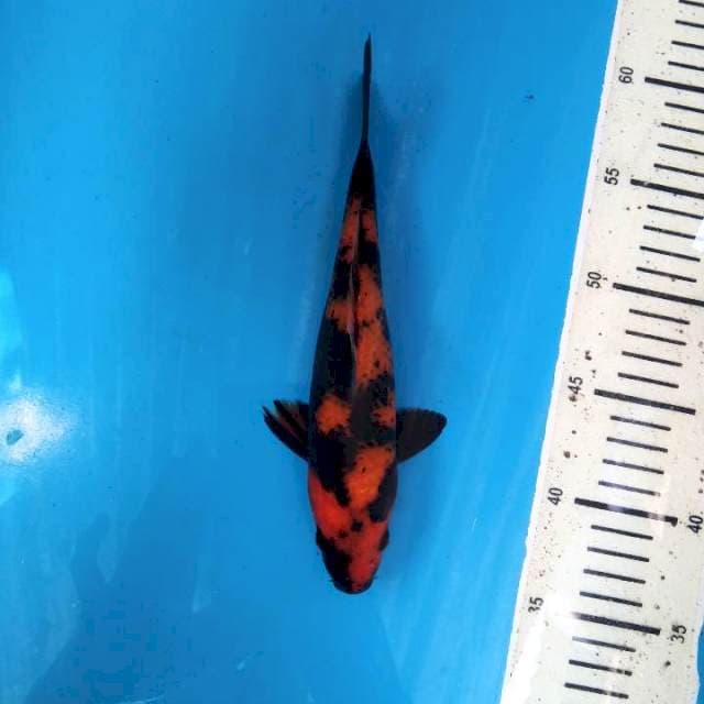 Hiu good patern 22cm ( F )