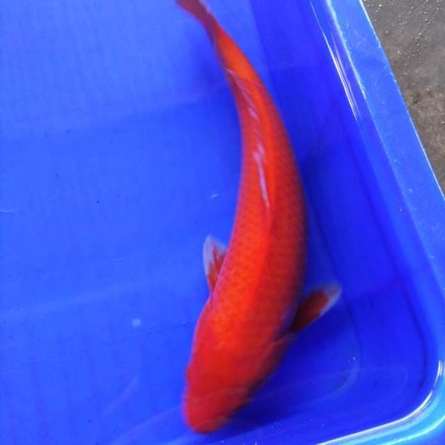 AKA 33cm H W C (S of T)