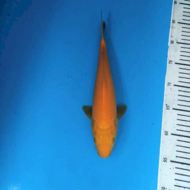 Karashi 29cm ( F )