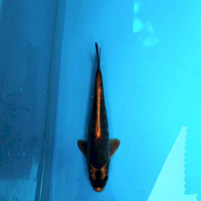 Kabuto 31cm Male
