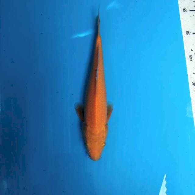 Karashi 26cm
