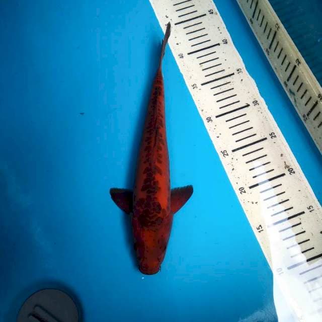 Tembaga aragoke 30cm ( M )