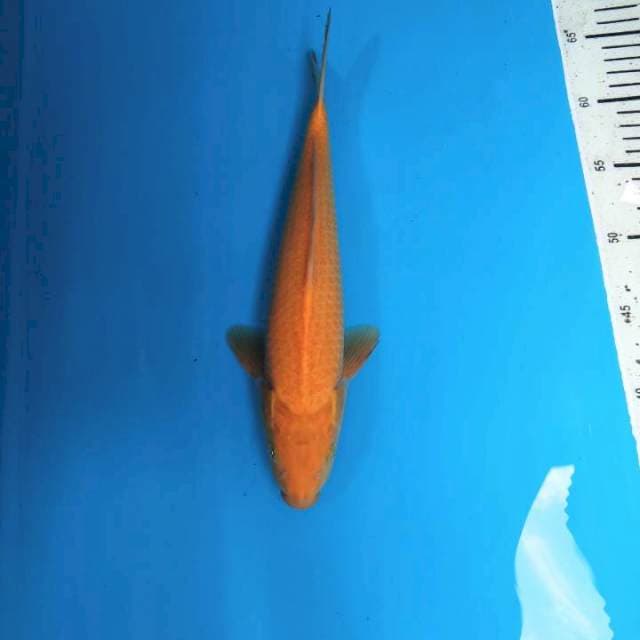 Karashi 30cm ( - )