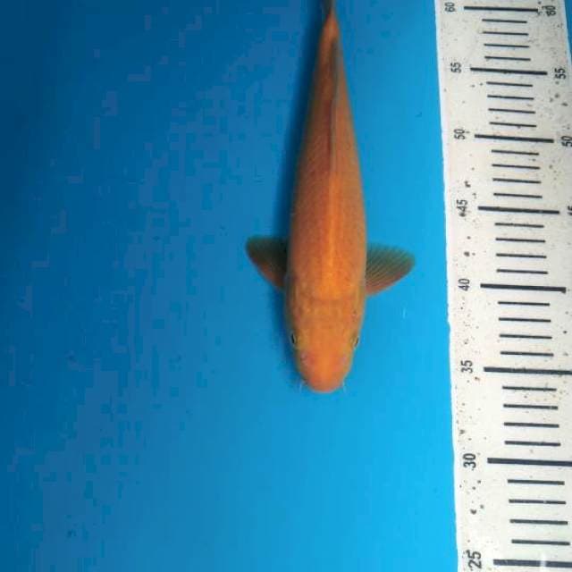 Karashi 29cm ( M )