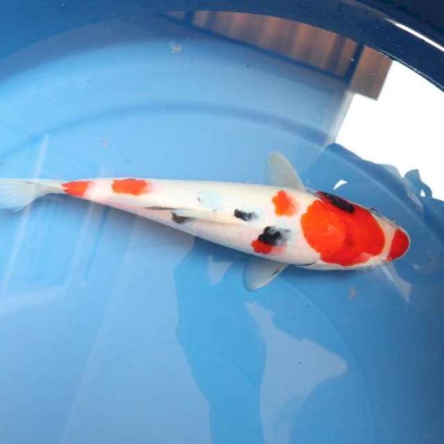 Maruten Sanke 25cm