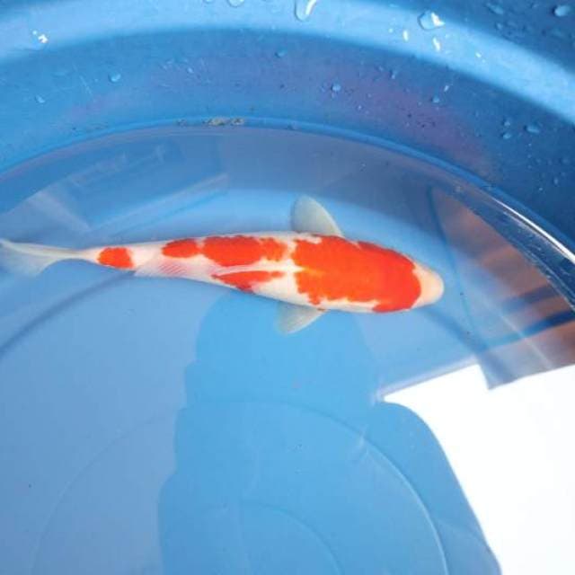 Kohaku 25cm