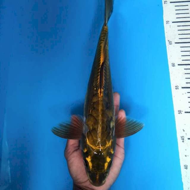 Chagoi aragoke 35cm ( M )