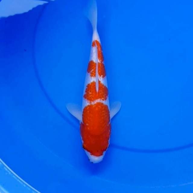 Kohaku ginrin size 30 bu