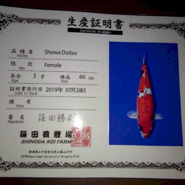Showa Doitsu 60cm Female (Shinoda). Import dan Sertifikat