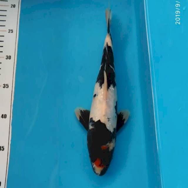 tanco showa 28 cm