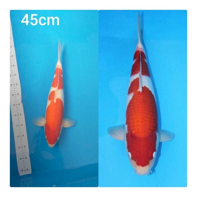 Kohaku macho merah pekat halus
