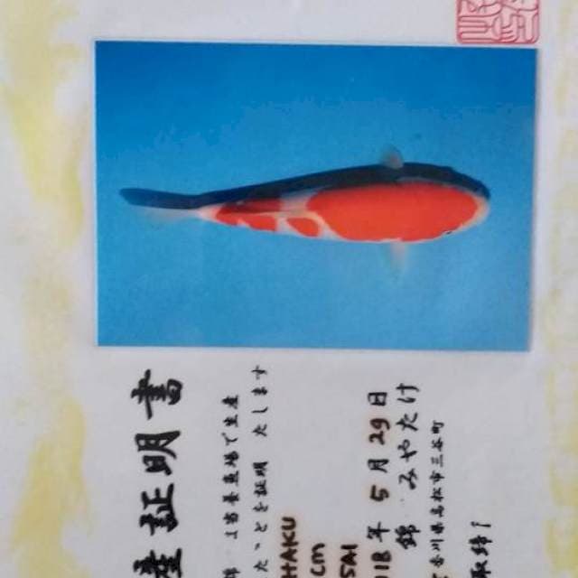 Kohaku macho merah pekat halus