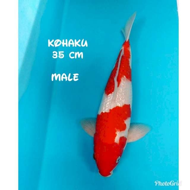 RED KOHAKU GINRIN PUNUK