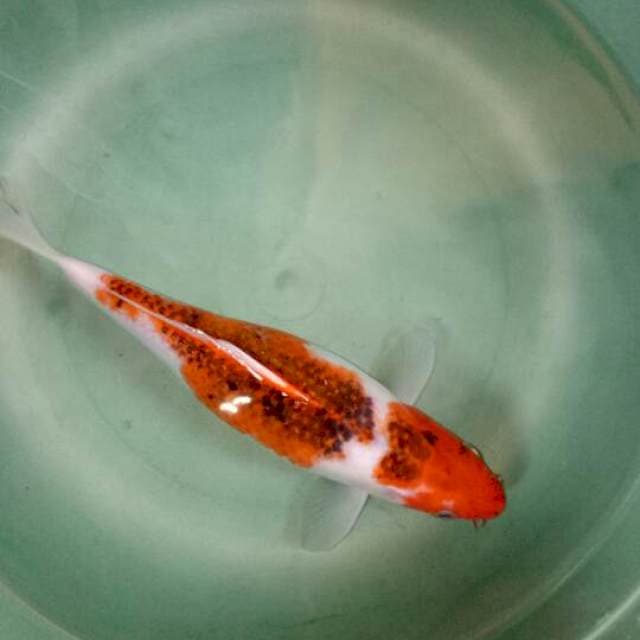 koi