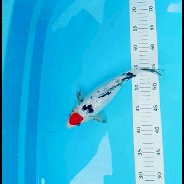 Tancho gindrin 28cm