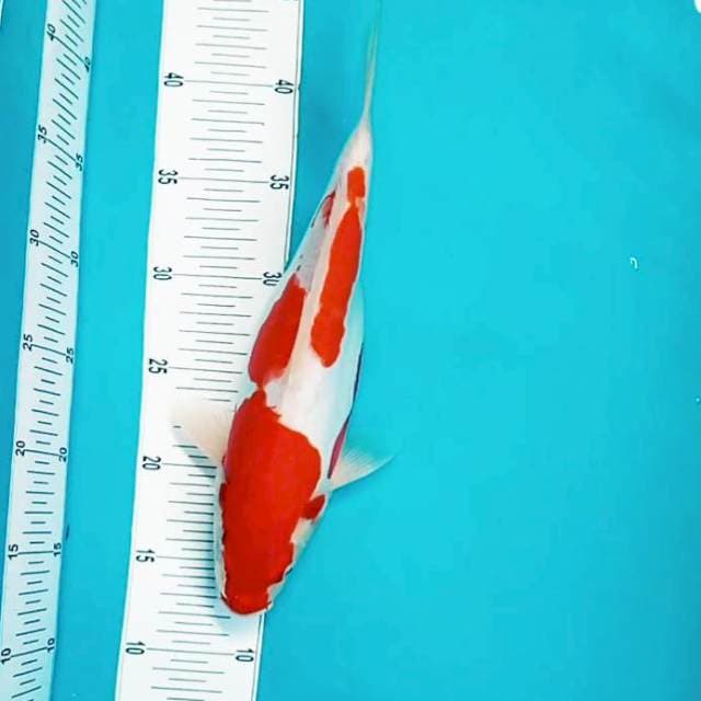 A. 33cm Doitsu Kohaku