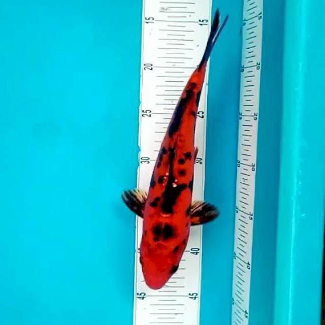 4. 31cm Doitsu Aka Bekko