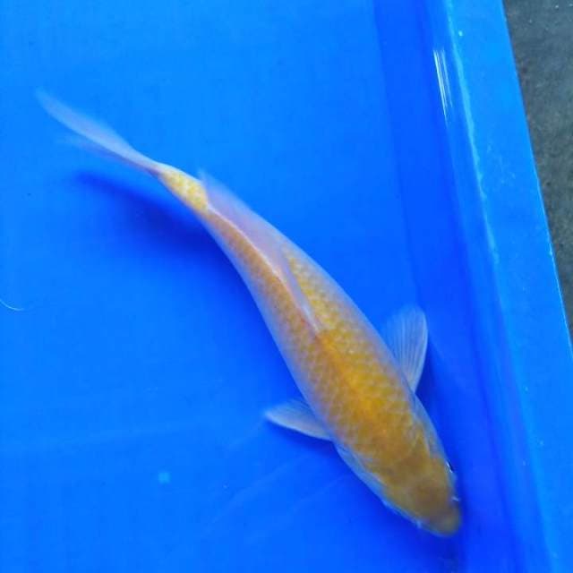 Karasi 27cm H W C (S of T)
