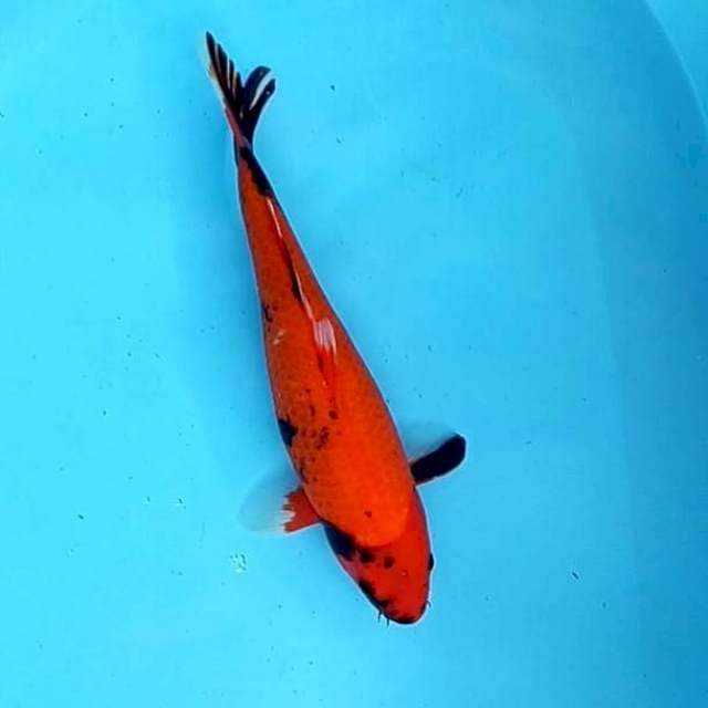 7. 38cm Hi Showa