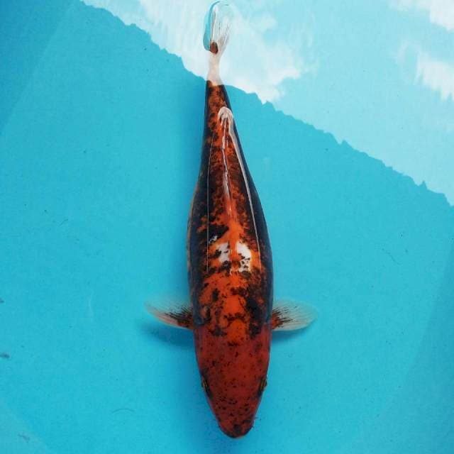 D. 35cm Monster Benikumon