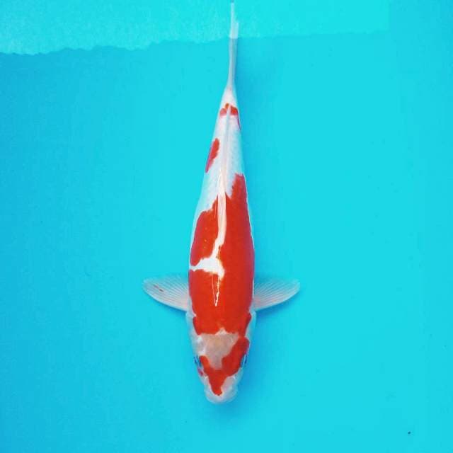 F. 34cm Doitsu Kohaku