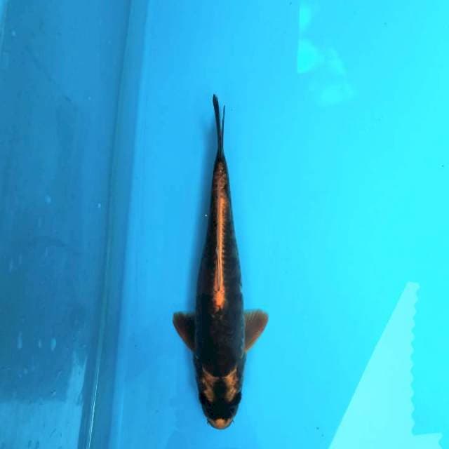 Kabuto Doitsu 31cm Male