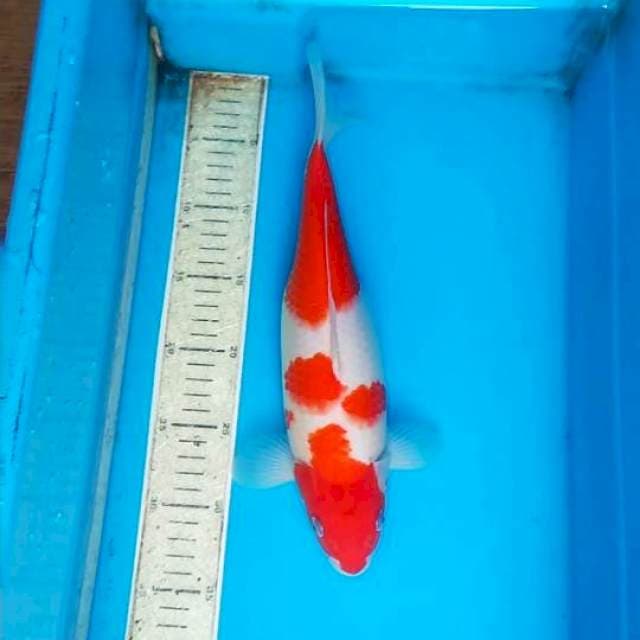 Kohaku 37cm