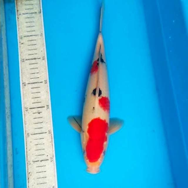 Sanke 32cm