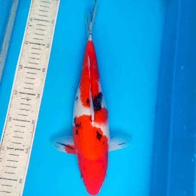 Sanke 33cm