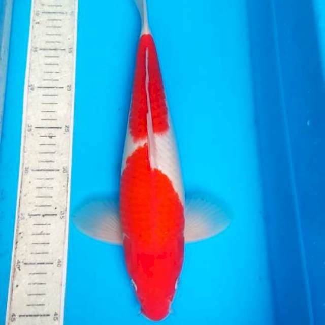 Kohaky 39cm