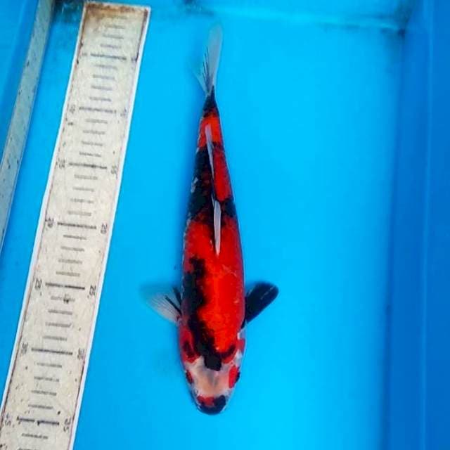 Showa 29cm