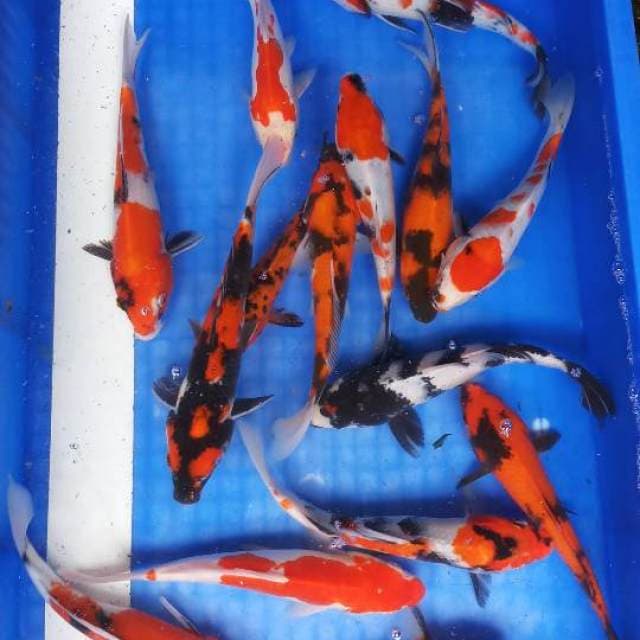 Mix koi