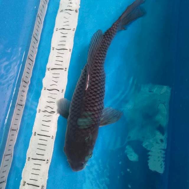 OCHIBA 39CM