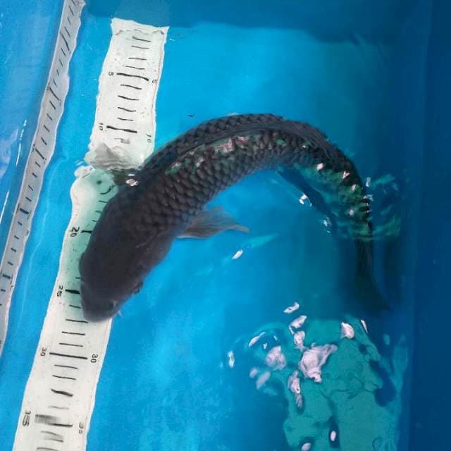 OCHIBA 39CM