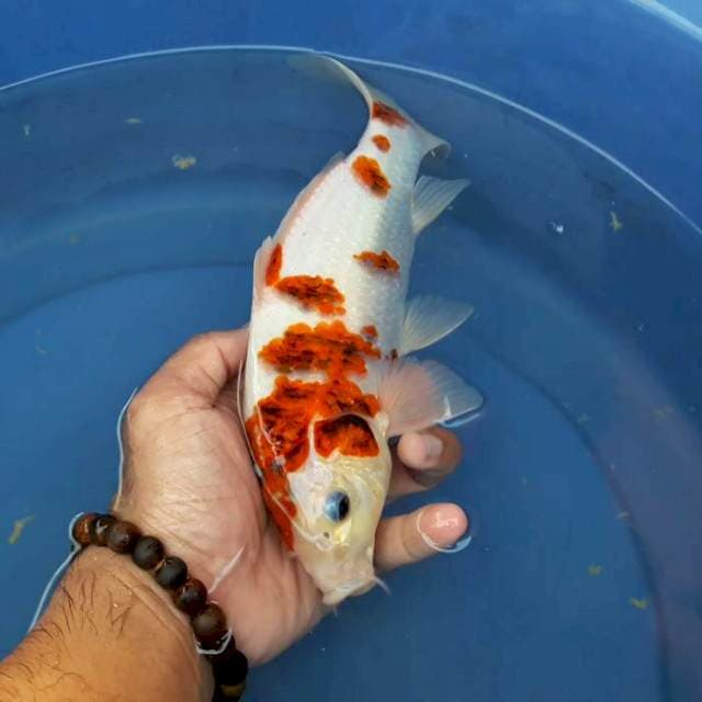 GOROMO 25cm