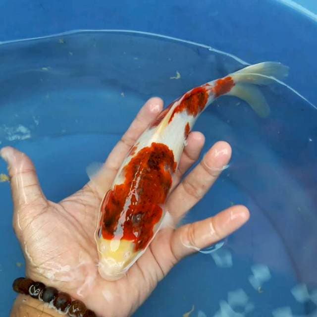 GOROMO 25cm