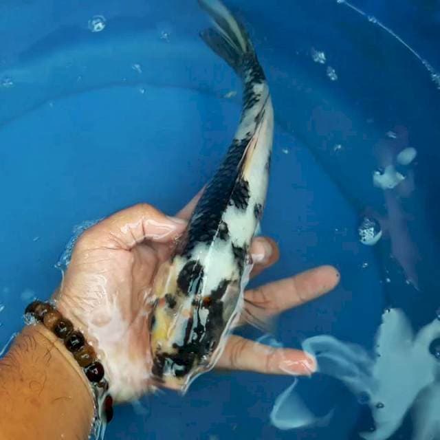 SHIRO 25cm