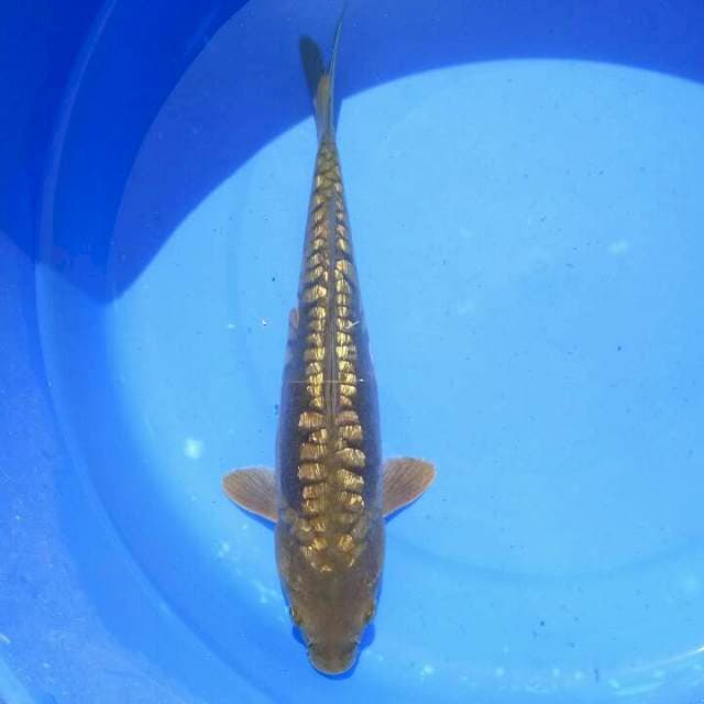 Aragoke 28cm