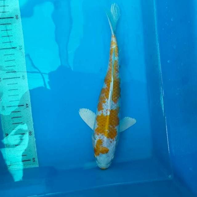 HARIWAKE 29cm