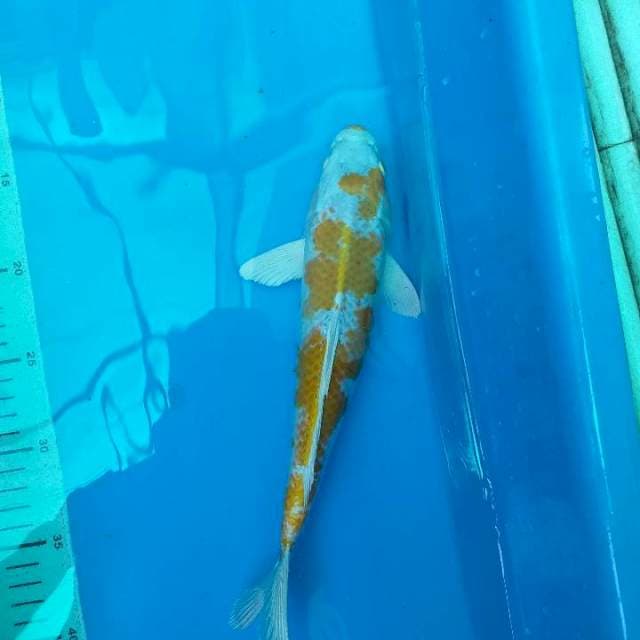 HARIWAKE 29cm